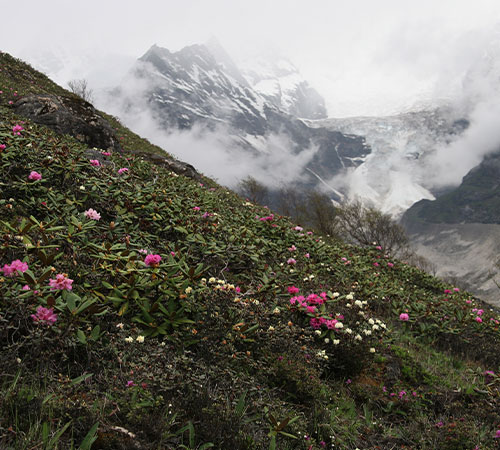 13Nights / 14Days Rhododendron Tours