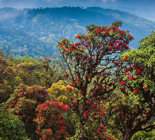 Rhododendron Tours
